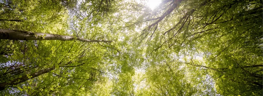 Immagine di alberi