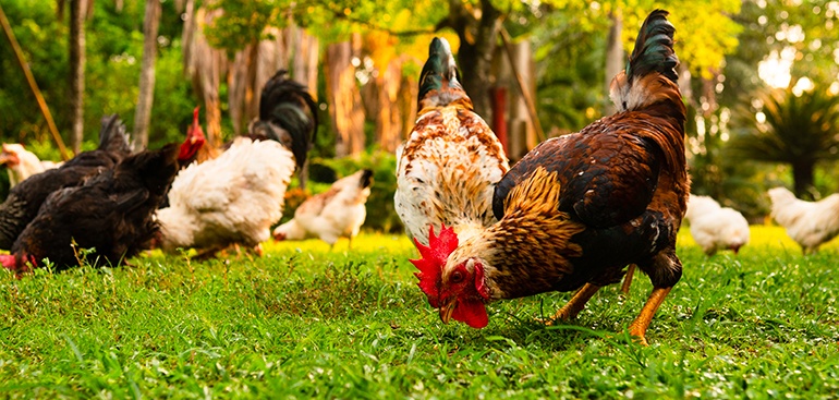 Immagine di un allevamento di galline