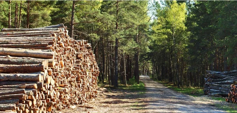 Immagine di un bosco