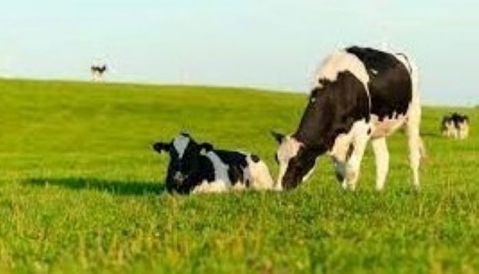 Dermatite nodulare contagiosa bovina