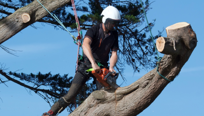 Lavoro su alberi con funi
