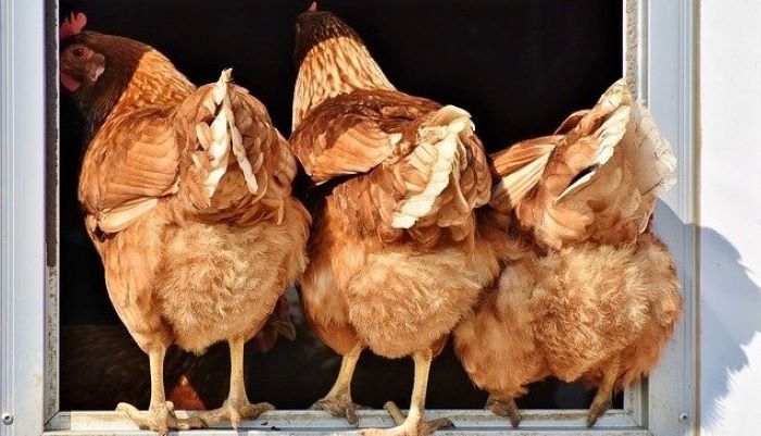 Salmonellosi negli avicoli